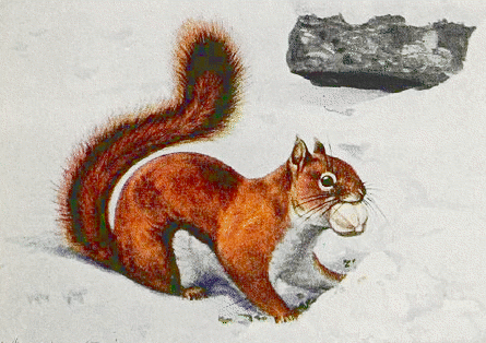 Red Squirrel w nut