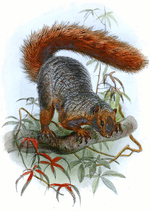 Red bush squirrel  Paraxerus palliatus