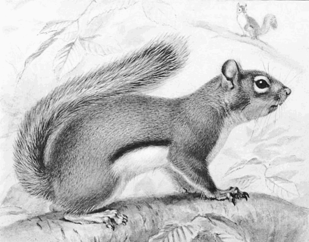 red squirrel BW 2