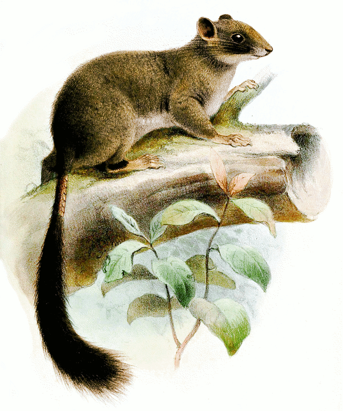 scaly-tailed squirrel  Aethurus glirinus