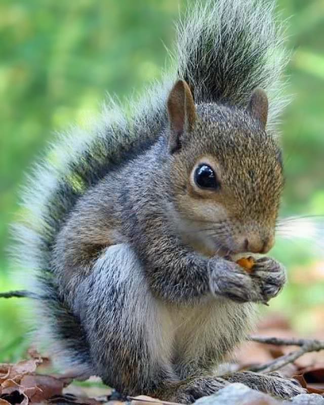 squirrel eating 2