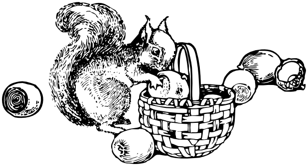 squirrel gathering nuts