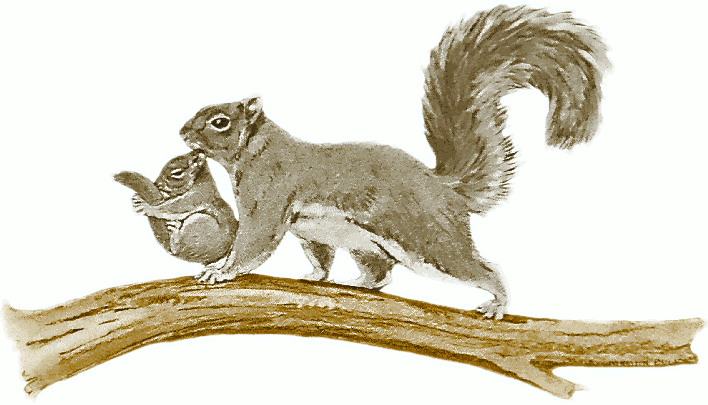 squirrel w baby