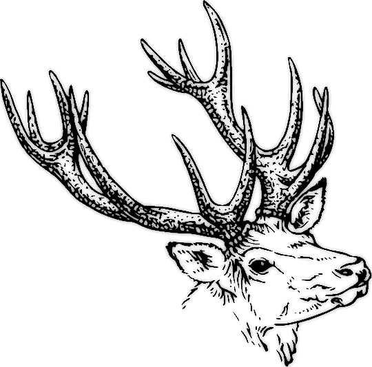 stag head