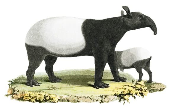 Tapirus Malayanus