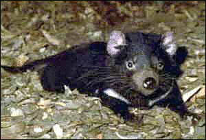 Tasmanian Devil picture