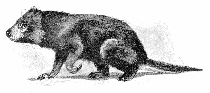 Tasmanian devil sketch
