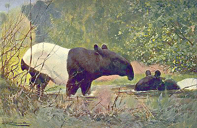 Asian Tapir  Tapirus indicus