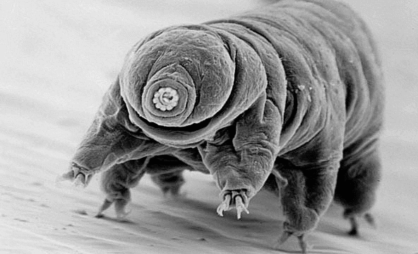 tardigrade aka water-bear