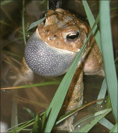 American toad 2