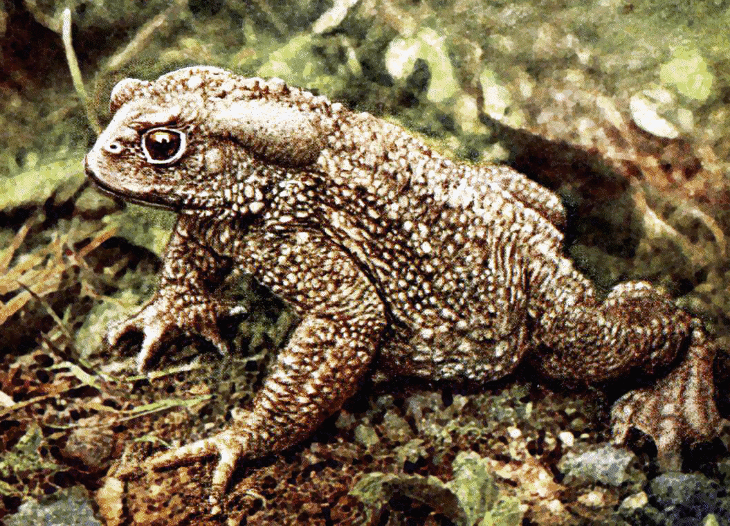 Common toad  Bufo Vulgaris