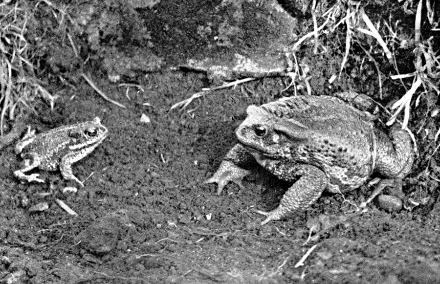 Natterjack and Common toad