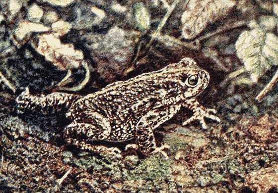 Natterjack toad  Bufo calamita
