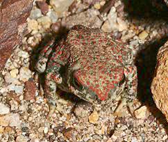 Red Spotted Toad  Bufo punctactus
