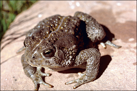 Woodhouse Toad 2