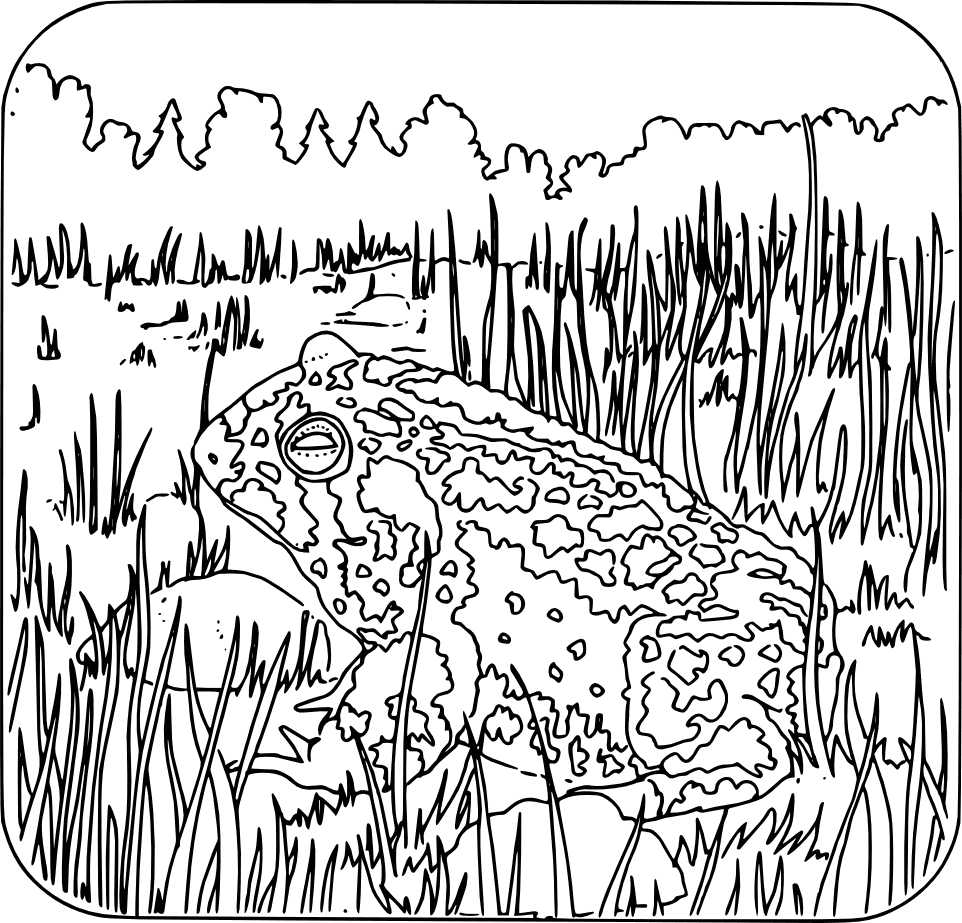 toad coloring book