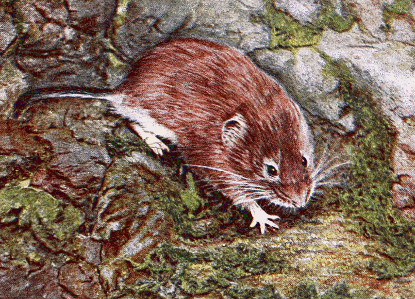 Bank vole drawing