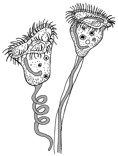 vorticella protozoa