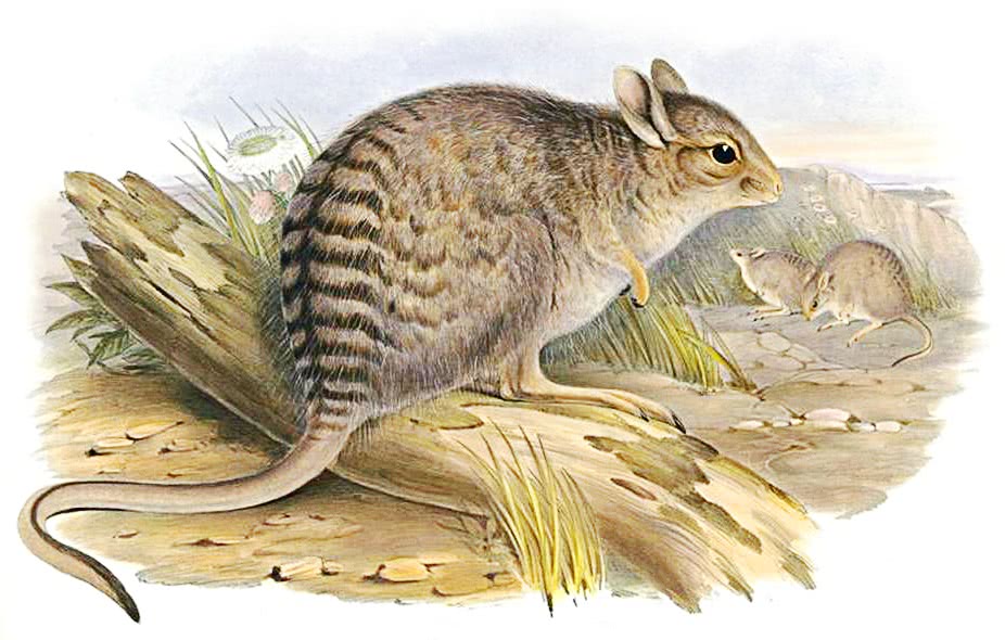 Banded Hare-wallaby  Lagostrophus fasciatus