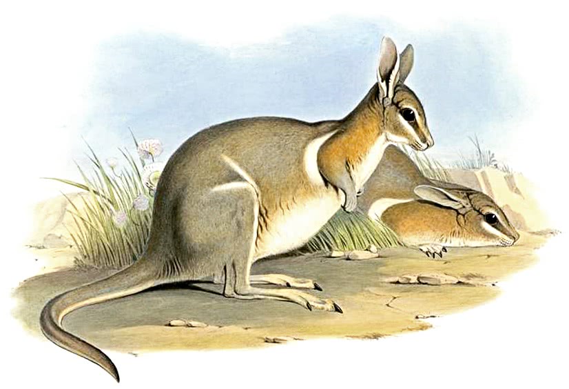 Crescent Nail-tail wallaby  Onychogalea lunata