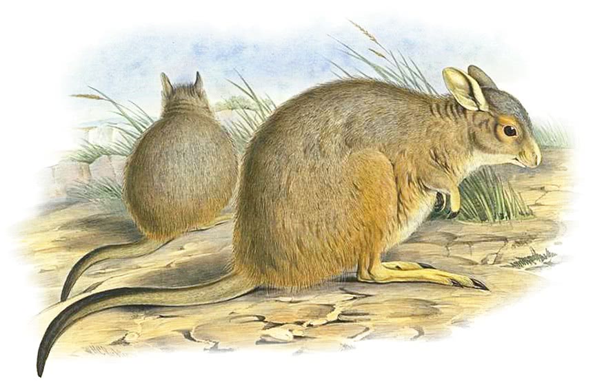 Rufous Hare wallaby