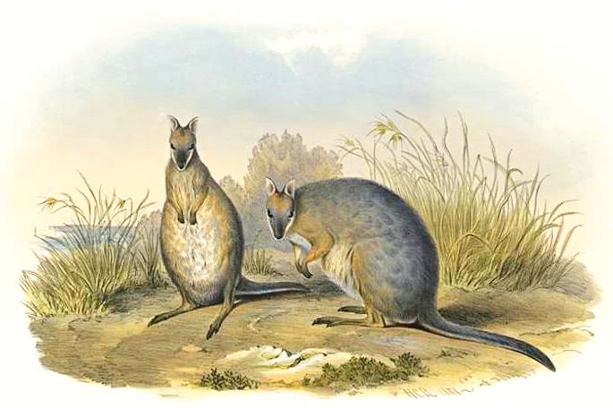 Tammar wallaby  Macropus eugenii