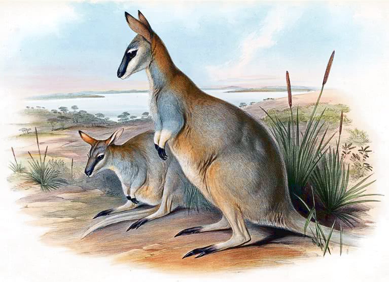 Toolache wallaby  Macropus greyi