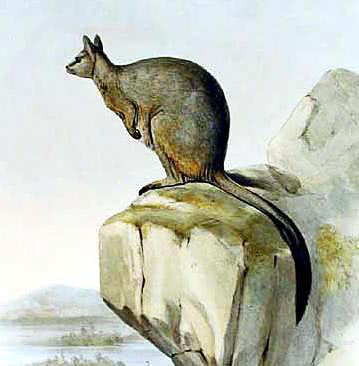 Unadorned rock-wallaby  petrogale inornata