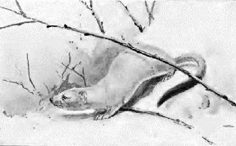 Weasel in winter