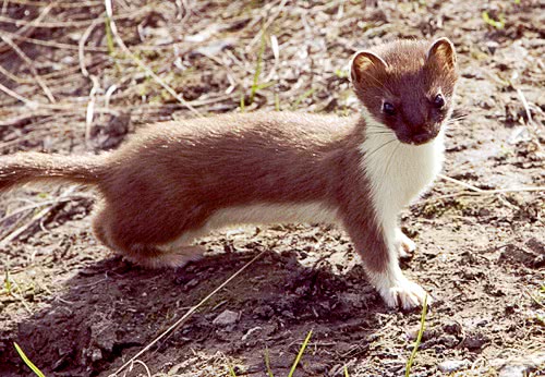 short tailed weasel