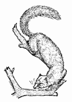 weasel clip