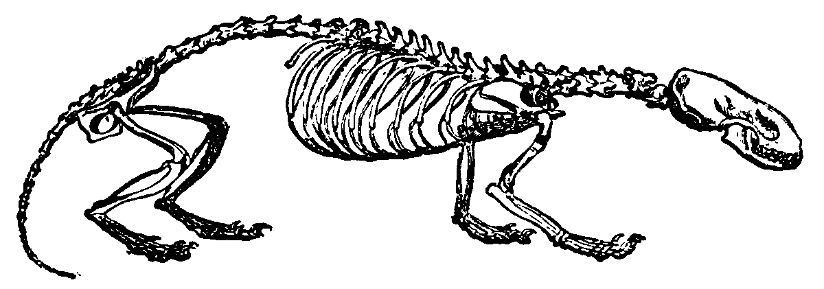 weasel skeleton