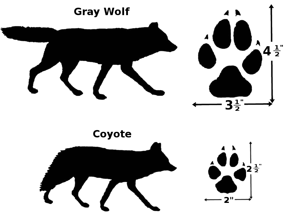 Wolve coyote compare