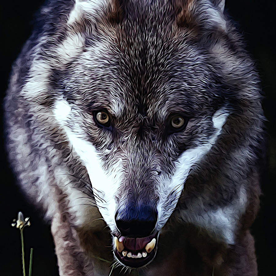 wolf-intense