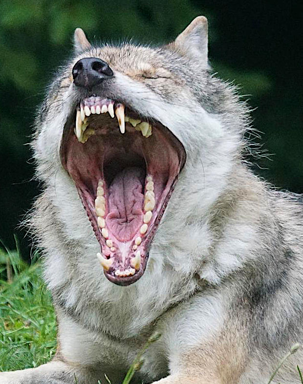 wolf-yawning teeth