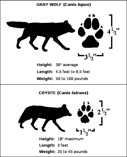 wolf coyote info