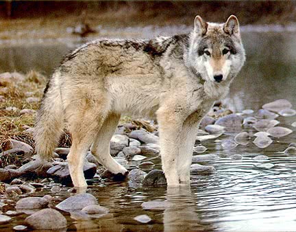 Wolf by stream