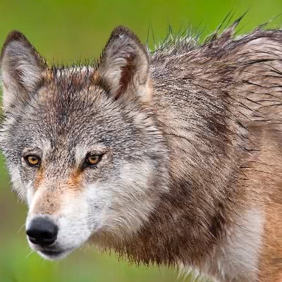 Wolf closeup
