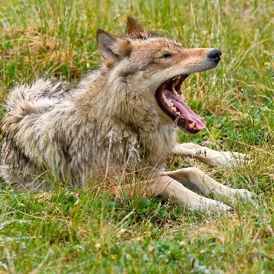 Wolf yawn