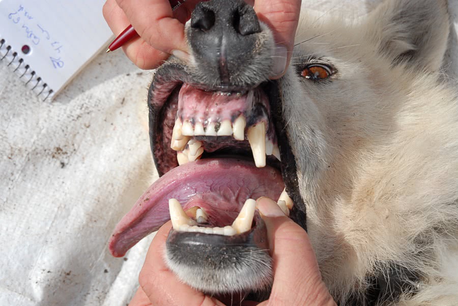 wolf teeth