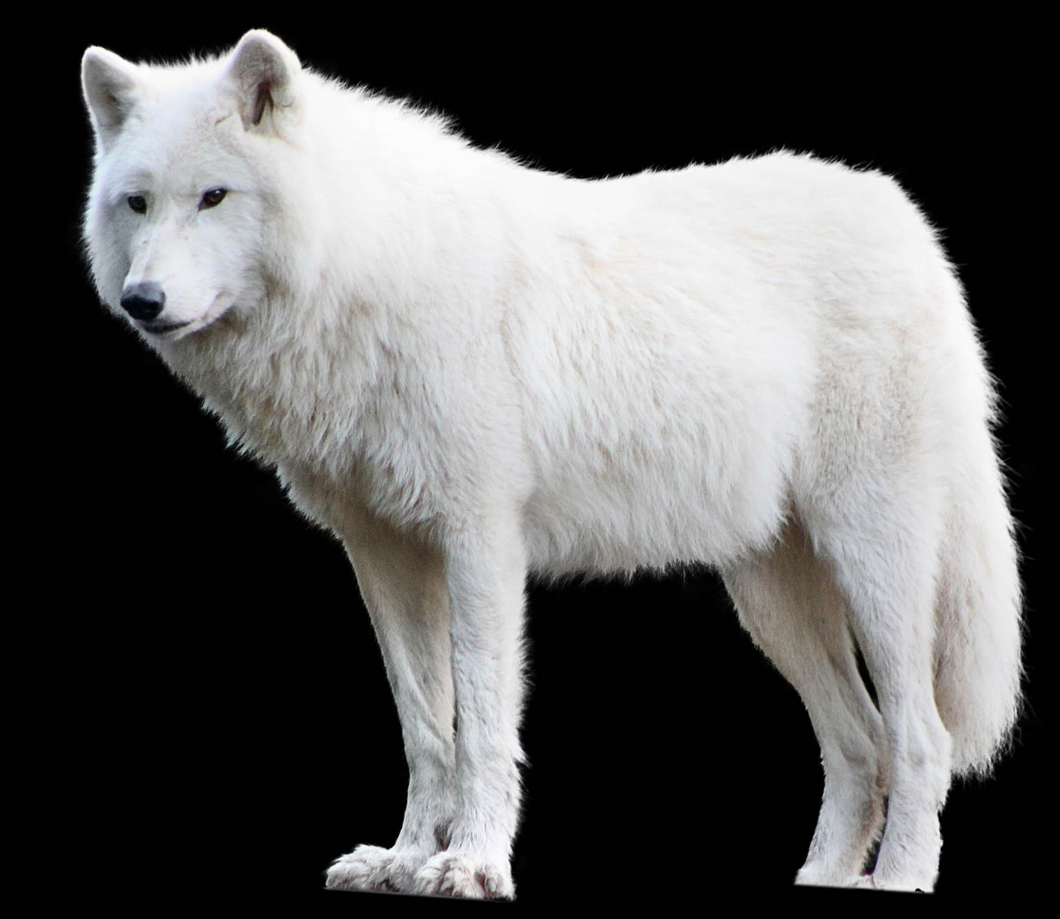Arctic wolf  Canis lupus arctos