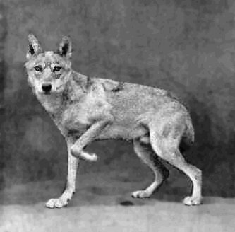 Indian Wolf  Canis lupus pallipes