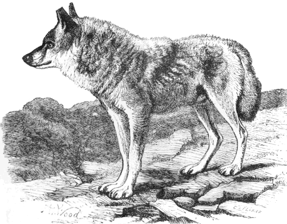 Indian Wolf  canis pallipes