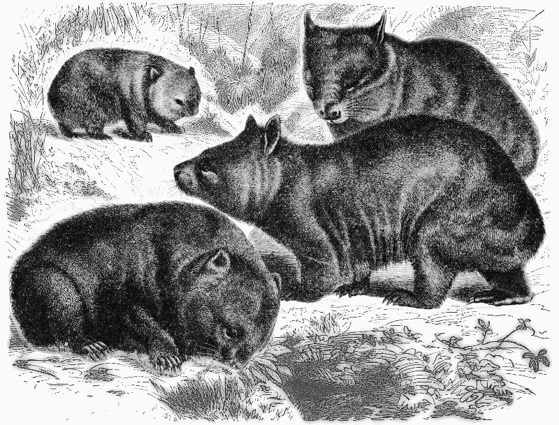 Coarse-haired wombat aka common wombat