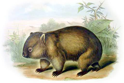 Common wombat  Vombatus ursinus