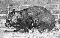 Hairy-nosed Wombat  Lasiorhinus krefftii
