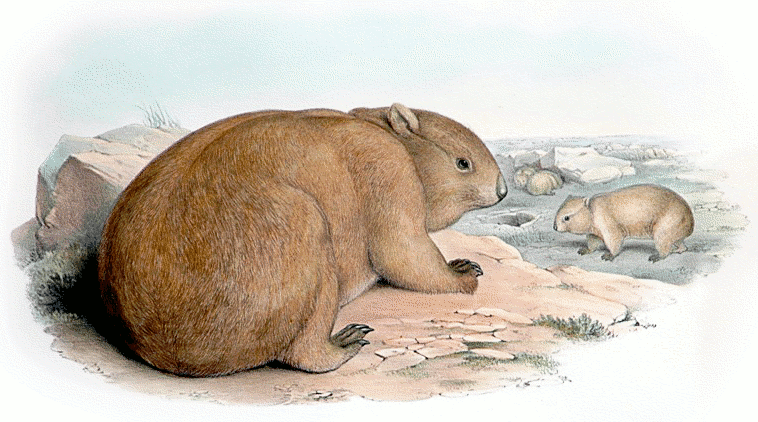 Southern Hairy-nosed wombat 3