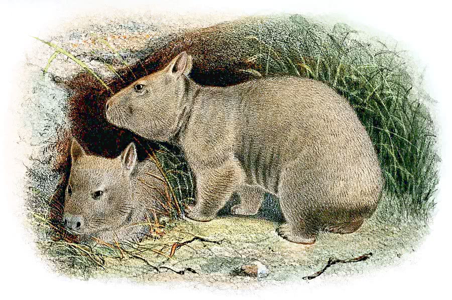 Southern hairy-nosed wombat 2