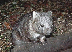 Wombat 2