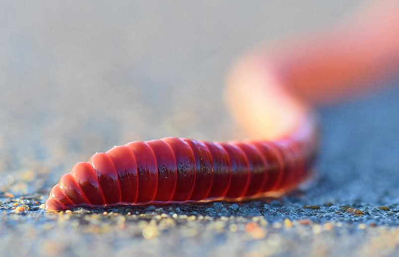earthworm photo